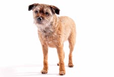 Picture of dog