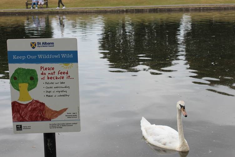 Don't feed the birds sign at Verulamium Park