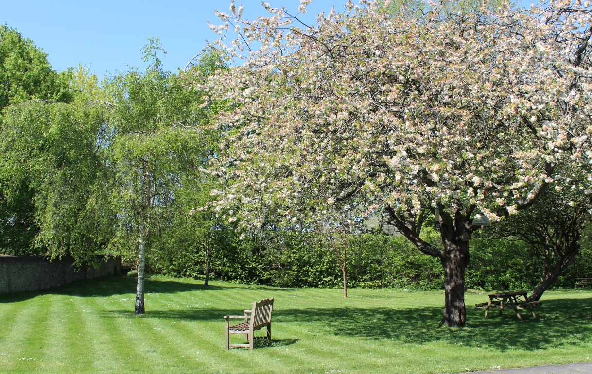 Trees in St Albans