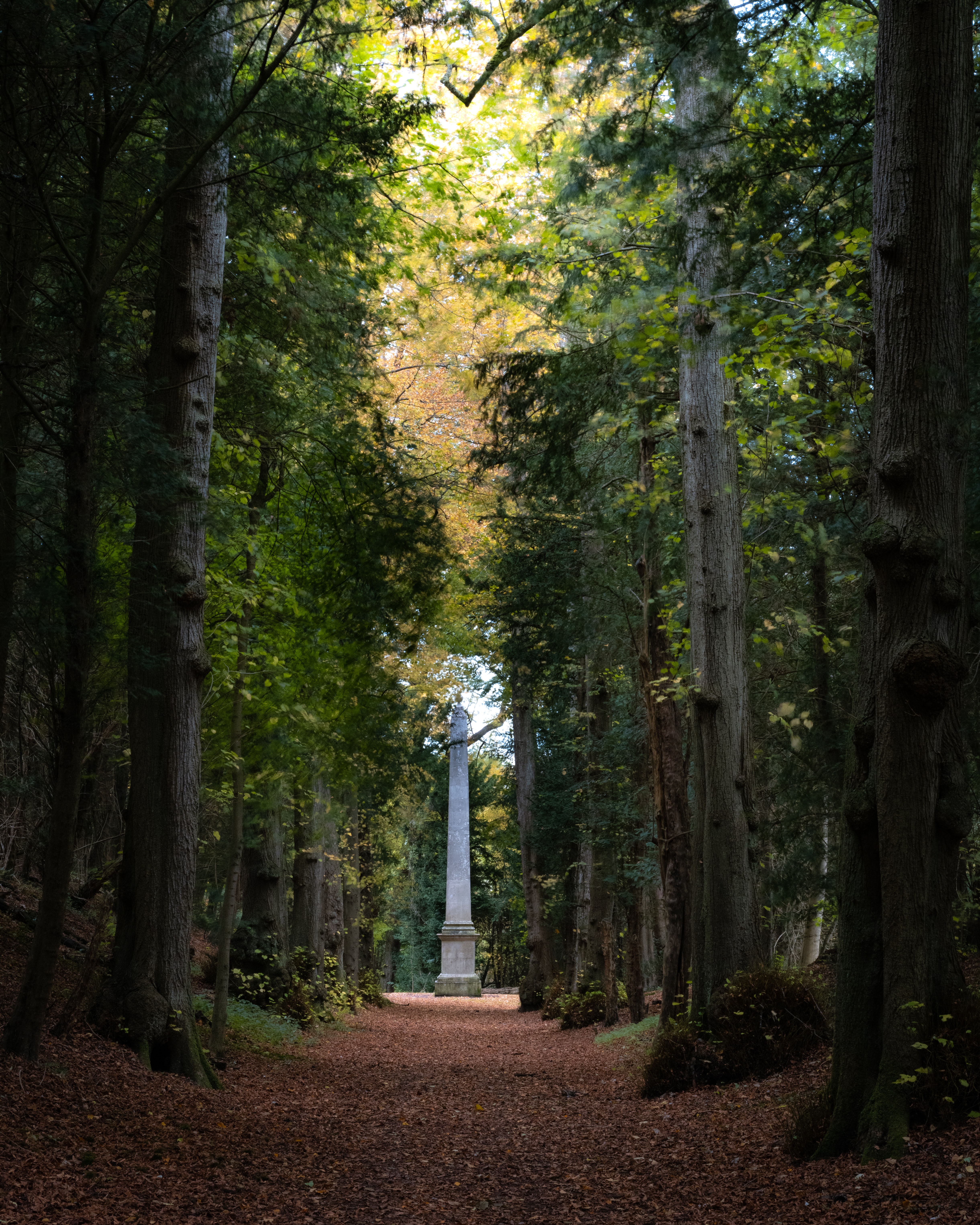 Tring woodland