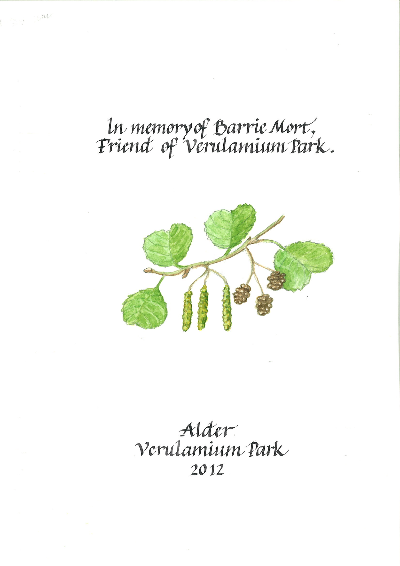 AD104 Alder Verulamium Park Barry Mort 113