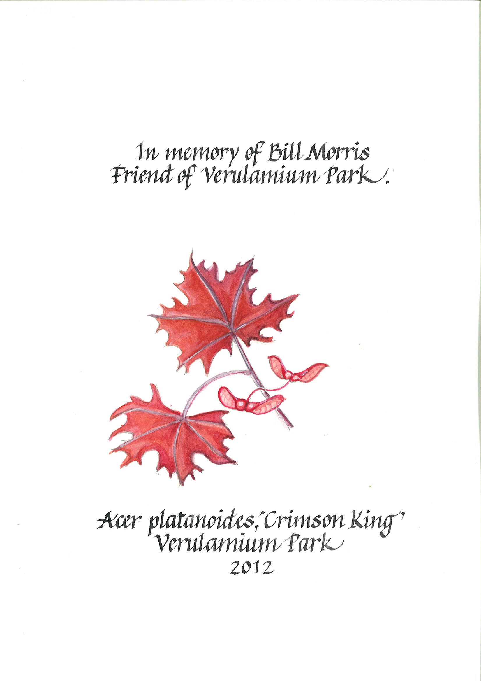 AD182 Red Norway Maple Verulamium Park Bill Morris- web