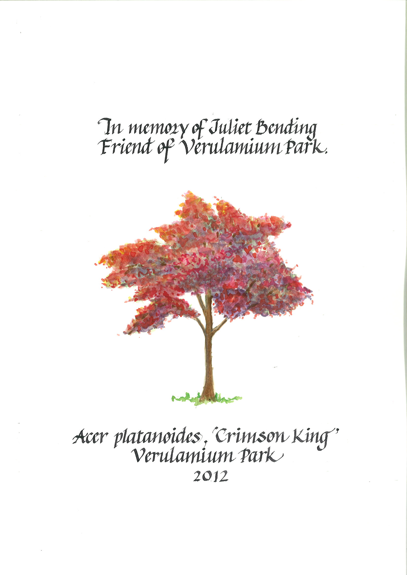 AD183 Red Norway Maple Verulamium Park Juliet Bending web