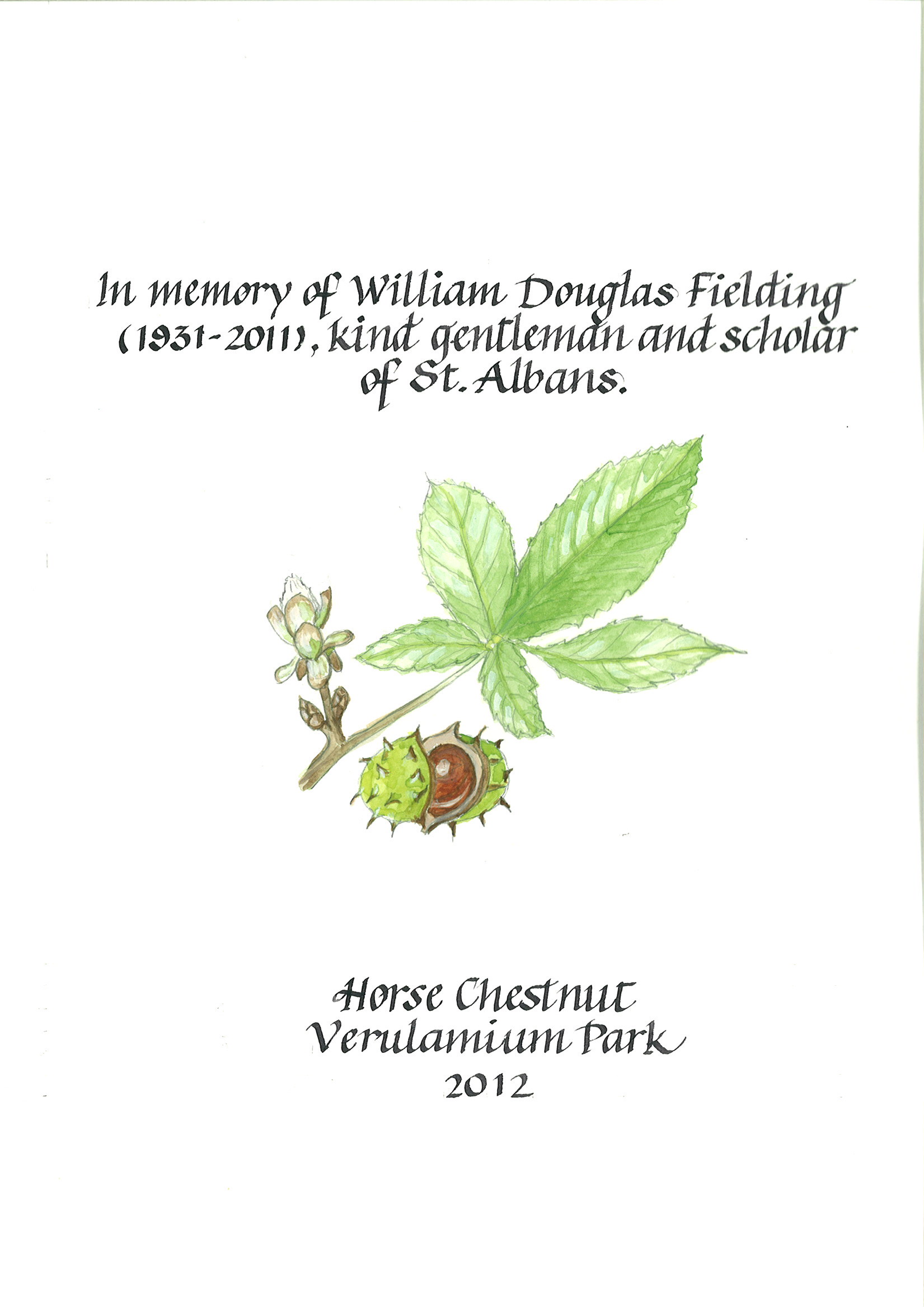 AD707 Horse Chestnut Verulamium Park William Douglas Field-webing