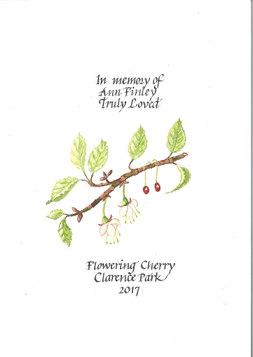 Cherry Tree Clarence Park Anne Finley - small