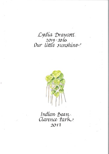 Indian Bean Tree Clarence Park Lydia Draycott - small