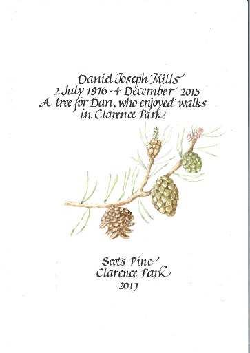 Pine Tree Clarence Park Danial Joseph Mills - small