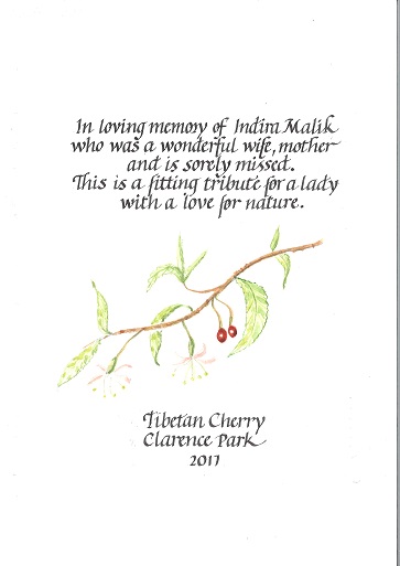 Tibetan Cherry Clarence Park Indira Malik - small