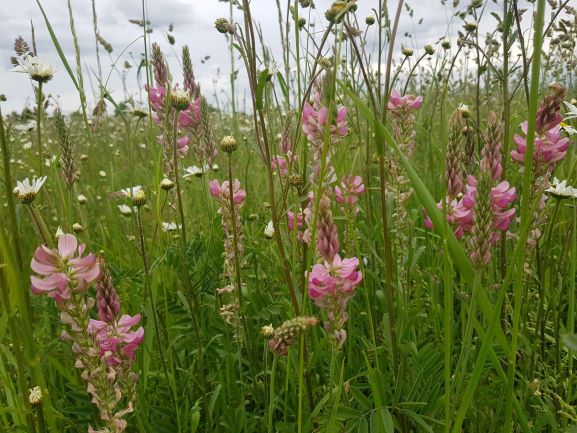 Wild flowers