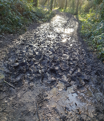 Muddy path