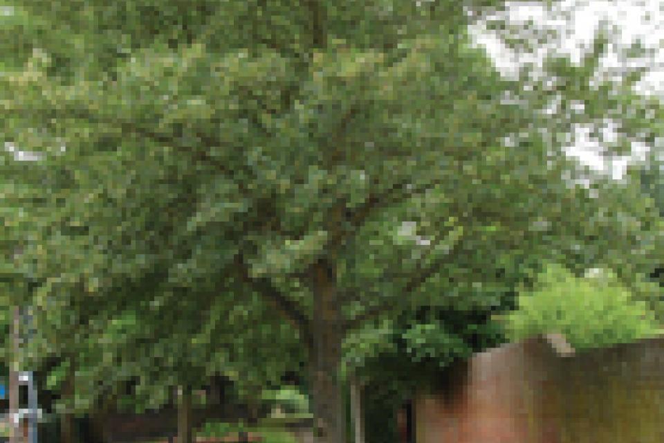 Field Maple