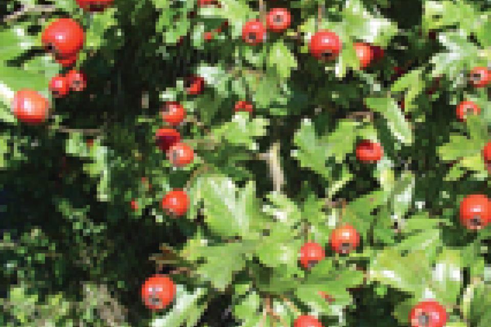 Hawthorn