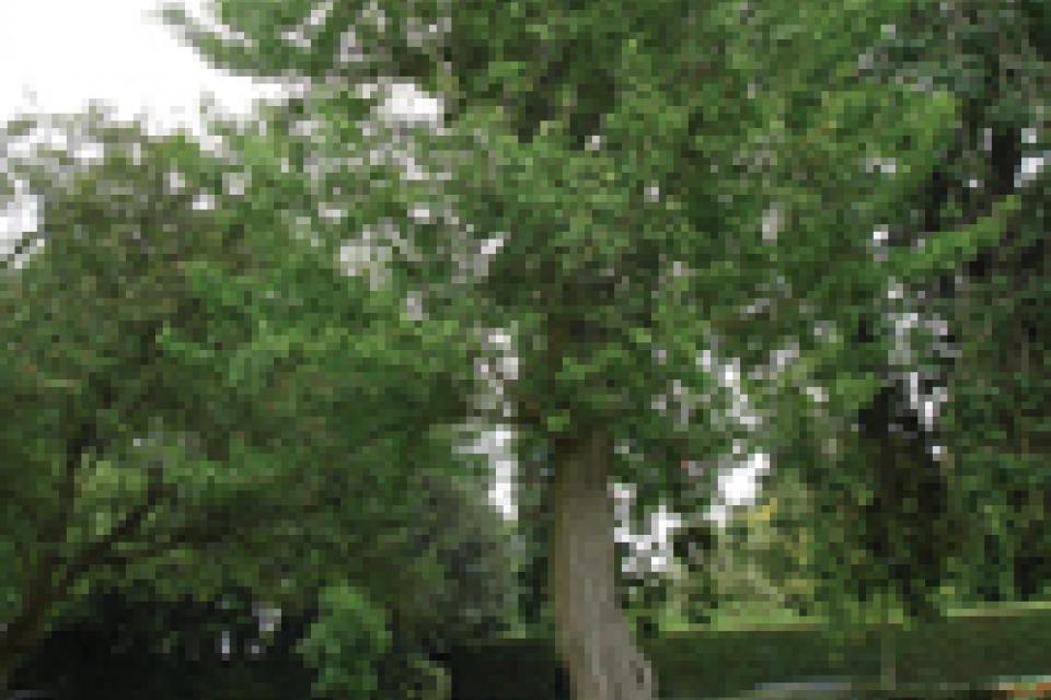 Maidenhair