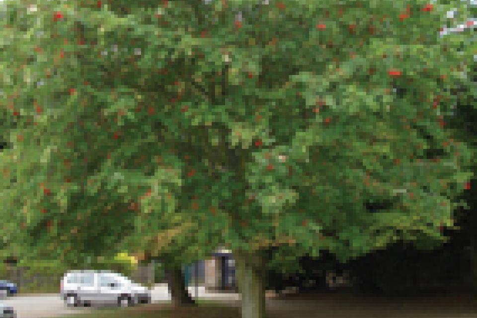 Mountain Ash