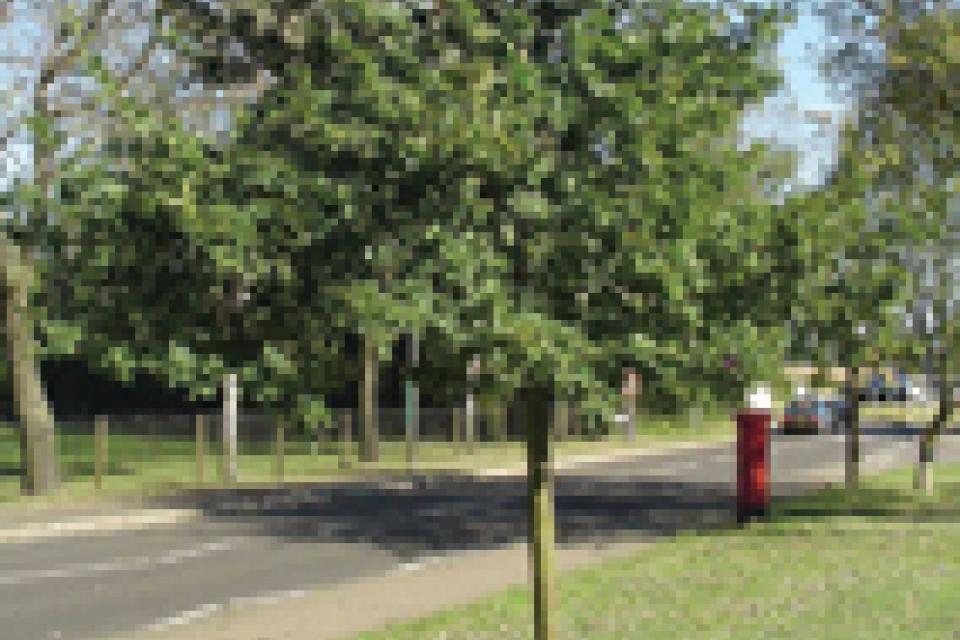 Oak