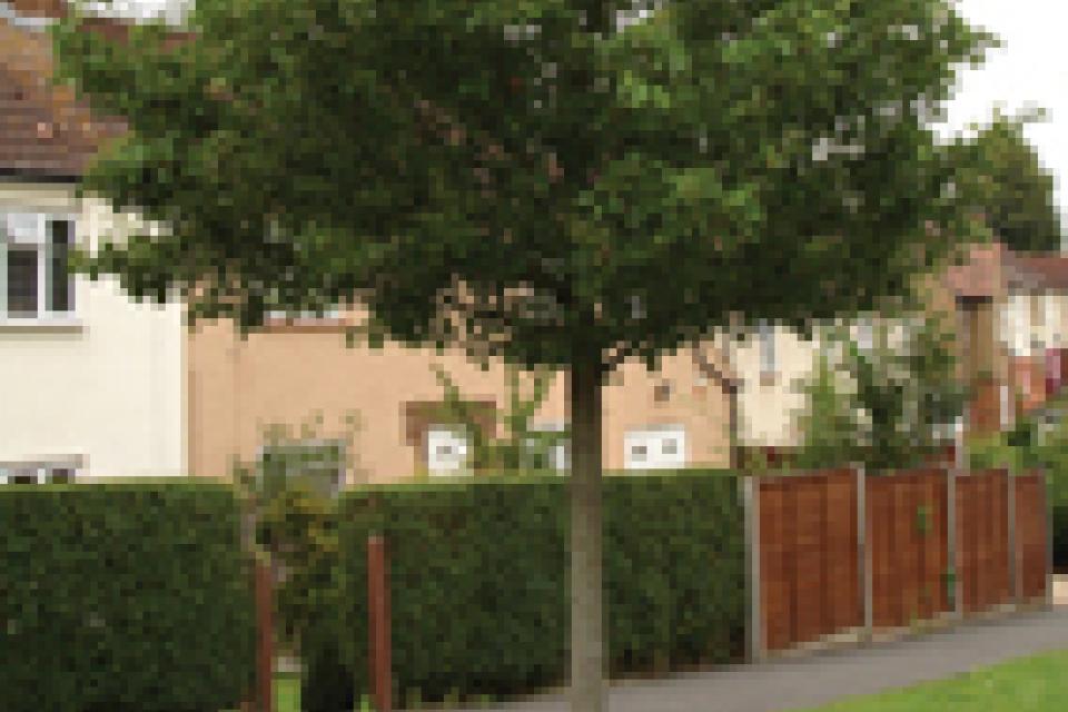 Ornamental Pear
