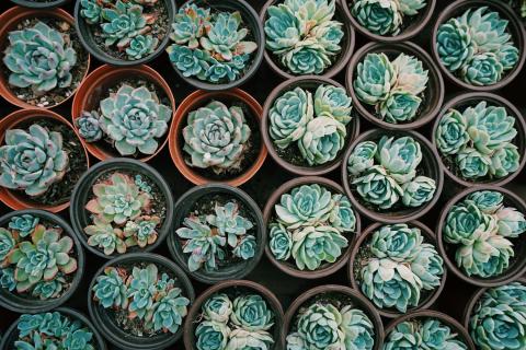 succulent