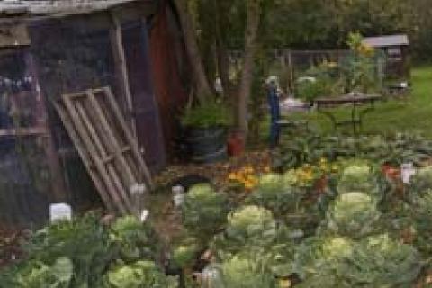 Allotments