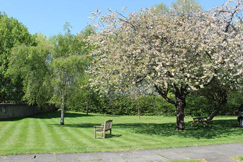 Trees in St Michael's Village, St Albans