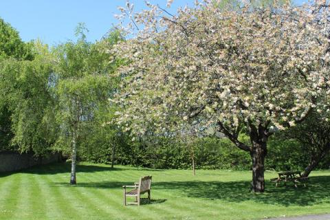 Trees in St Albans