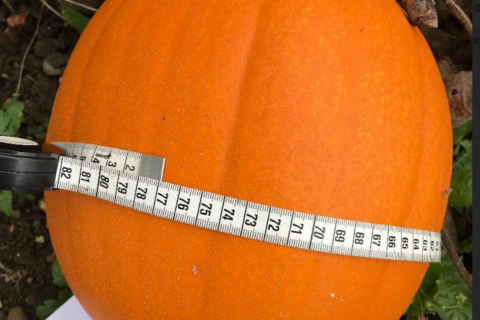 Pumpkin winner