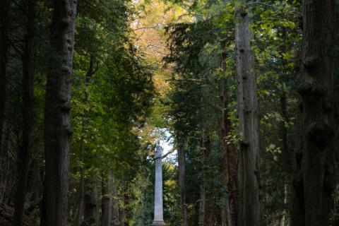 Tring woodland