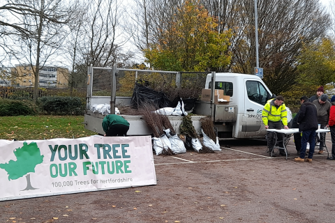 Tree giveaway in St Albans